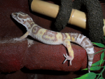 ma petite famille de gecko :) Sans-titre-4-265027d
