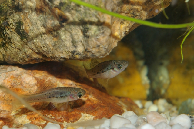 Xiphophorus helleri, Rio Atoyac , Mexique Sg1l8988-279f938