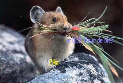 presentation pikachu Pika-et-ulis-f-23df496