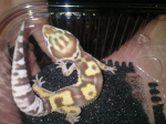 ma petite famille de gecko :) Sans-titre-6-26503de